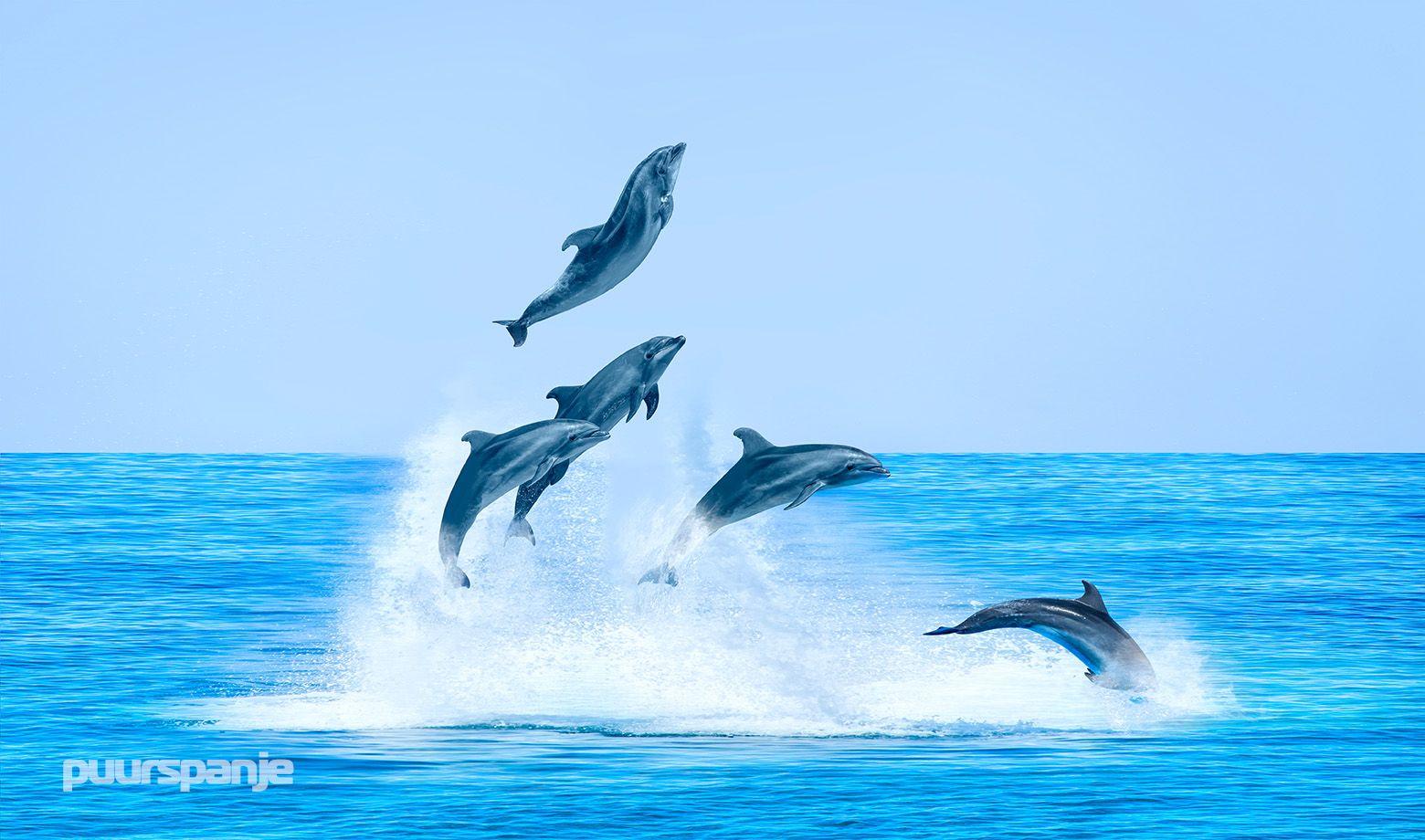 Waar kun je dolfijnen kijken in Spanje